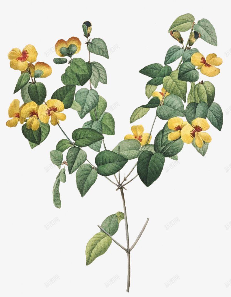 手绘花花卉花白底手绘花插画透明花png免抠素材_88icon https://88icon.com 花