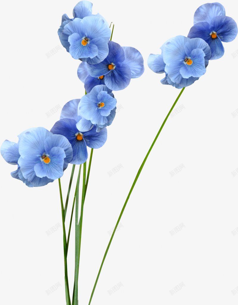 手绘蓝色花朵鲜花透明图png免抠素材_88icon https://88icon.com  鲜花 绿植  手绘花朵 水彩画   飘落 花朵 蓝色花朵 透明 鲜花图案