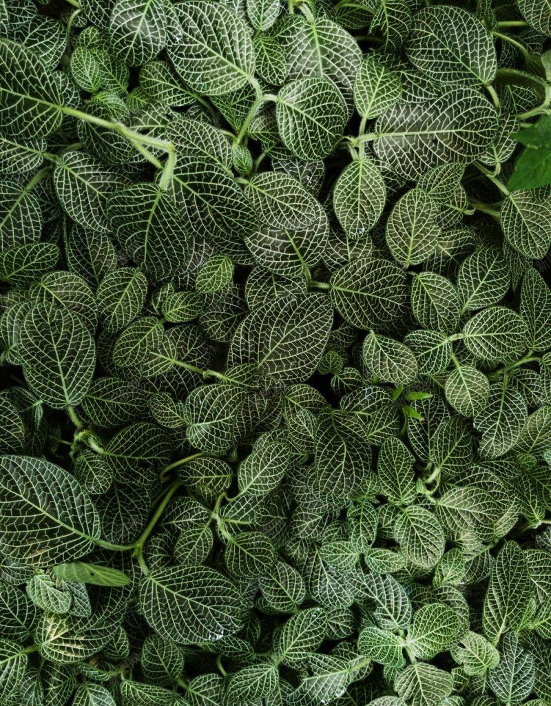 树叶平铺背景图植物集中营jpg设计背景_88icon https://88icon.com 树叶平铺背景图 植物集中营