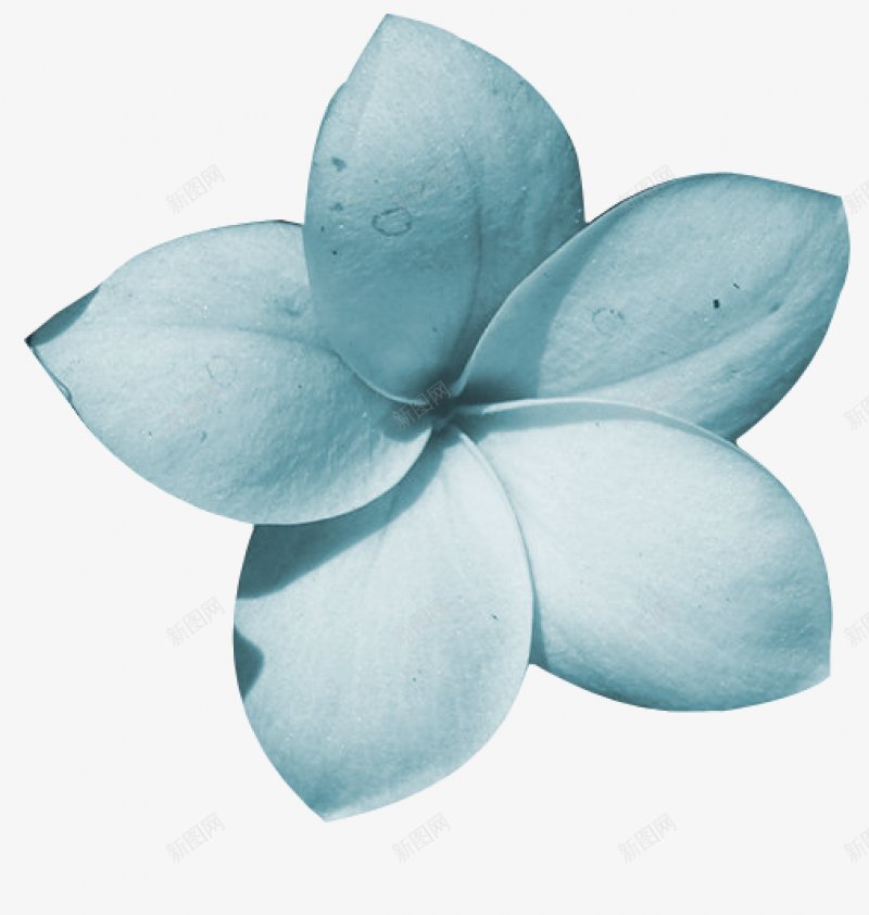 手绘蓝色花朵鲜花透明图png免抠素材_88icon https://88icon.com  蓝色花朵 鲜花 手绘花朵 水彩画  模糊花朵 蓝色 