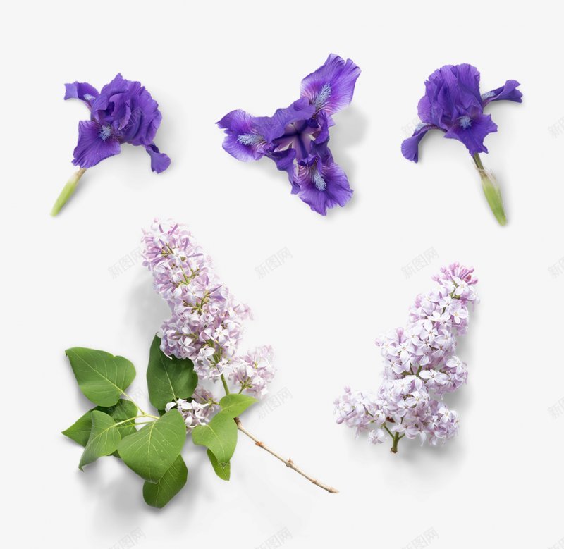 花草花朵手绘花花草草png免抠素材_88icon https://88icon.com 手绘 花朵 花花草草 花草