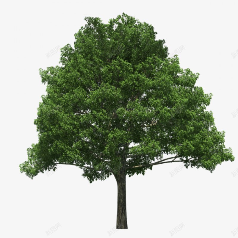 大树灌木吧百度贴吧植物花草树木植物花草树木png免抠素材_88icon https://88icon.com 吧百度贴吧 大树 树木 植物 灌木 花草 花草树木植物