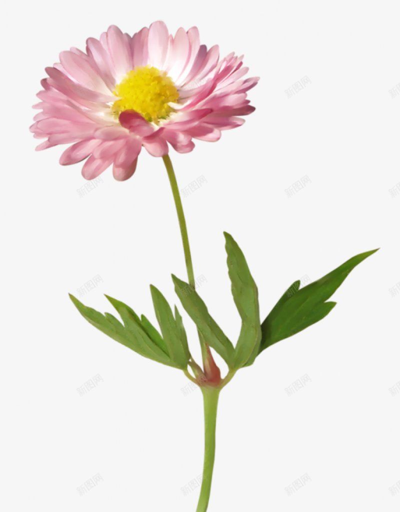 一支漂亮的粉红花朵绿植图片png免抠素材_88icon https://88icon.com 一支  漂亮的 手绘 粉红色 花朵  花枝 绿色 叶子 插画 图片