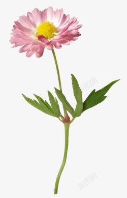 一支漂亮的粉红花朵绿植图片素材