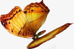 蝴蝶透明透明透明花草树木儿童花瓣叶子碎片水彩卡素材