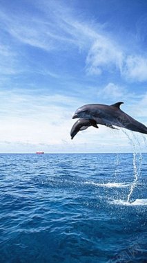 蓝白海洋海豚广阔背景图免费H5背景背景