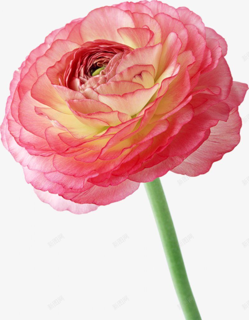 手绘一支水彩花朵装饰图png免抠素材_88icon https://88icon.com  漂亮的 手绘 水彩   花朵    绿茎  单独的 孤立的 装饰插画 图片