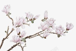 中国风白玉兰花枝效果白玉兰花朵花枝树枝素材