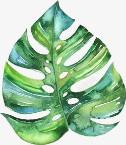 手绘龟背竹植物叶子装饰素材