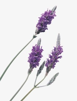 紫色薰衣草透明灬小狮子灬植物花朵鲜花花卉玫瑰花郁金素材