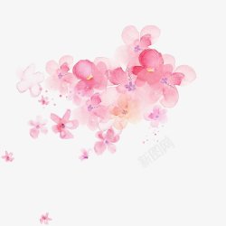 红粉色樱花花朵灬小狮子灬植物花朵鲜花花卉玫瑰花郁金素材