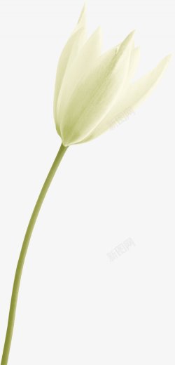 白色百合花卉花朵鲜花绘画素材