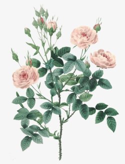 手绘花玫瑰粉色花卉花白底手绘花插画透明花素材