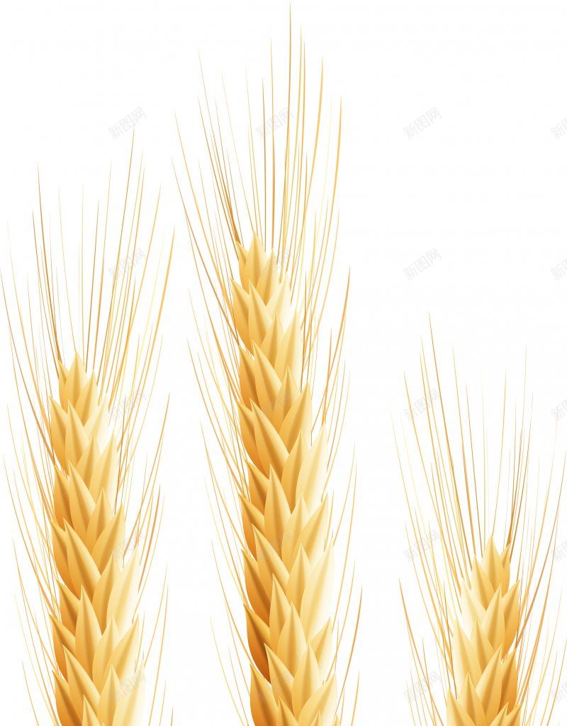 麦穗稻谷高粱小麦稻穗背景模板7788MB食jpg设计背景_88icon https://88icon.com 88MB食物饮品 大全 综合 金色麦穗 黃色稻穗