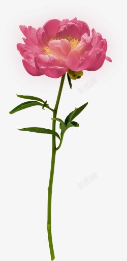 牡丹花朵花束花朵植物玫瑰红玫瑰黑玫瑰黄玫瑰白玫瑰玫素材