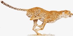 奔跑年兽图快速奔跑的豹子透明豹子图豹子勐兽野兽12高清图片