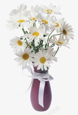 白色洋甘菊透明灬小狮子灬植物花朵鲜花花卉玫瑰花郁金素材