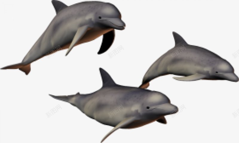 动物海豚动物无透明合成动物png免抠素材_88icon https://88icon.com 动物 动物海豚 合成 无 透明