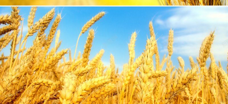 节俭大米米饭米粒稻谷粮食麦田海报背景图店铺海报背景jpg设计背景_88icon https://88icon.com 店铺海报背景