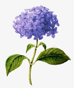 彩绘绿叶紫色花卉花朵艺术插画素材