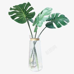 北欧植物盆栽绿色花瓶植物透明盆栽植物素材