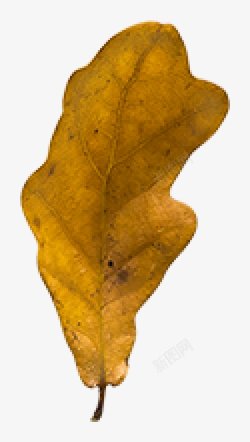 秋叶枯叶落叶黄色叶子影楼摄影后期元素查看来源浏素材