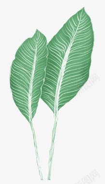 矢量芭蕉叶植物芭蕉叶子leavesplants透明花叶类图层图标图标