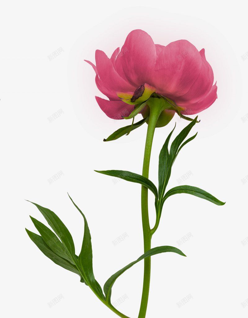 牡丹花朵花束花朵植物玫瑰红玫瑰黑玫瑰黄玫瑰白玫瑰玫png免抠素材_88icon https://88icon.com 牡丹花朵花束 玫瑰花叶子 玫瑰花瓣 白玫瑰 花朵植物玫瑰红玫瑰 花束 花枝 花球 黄玫瑰 黑玫瑰