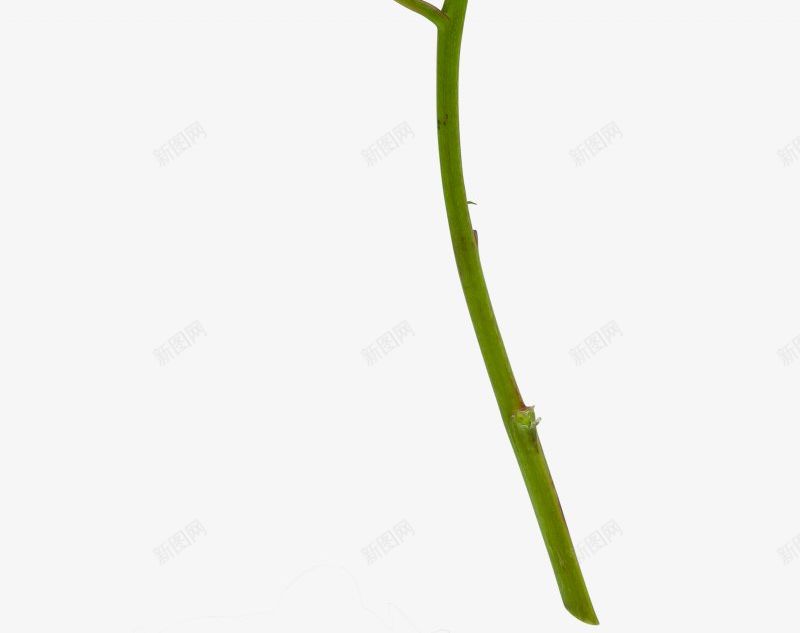 牡丹花朵花束花朵植物玫瑰红玫瑰黑玫瑰黄玫瑰白玫瑰玫png免抠素材_88icon https://88icon.com 牡丹花朵花束 玫瑰花叶子 玫瑰花瓣 白玫瑰 花朵植物玫瑰红玫瑰 花束 花枝 花球 黄玫瑰 黑玫瑰