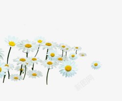 白色洋甘菊透明灬小狮子灬植物花朵鲜花花卉玫瑰花郁金素材