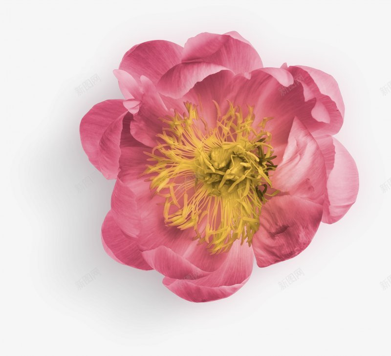 牡丹花花朵植物玫瑰红玫瑰黑玫瑰黄玫瑰白玫瑰玫瑰花瓣png免抠素材_88icon https://88icon.com 牡丹花 玫瑰花叶子 玫瑰花瓣 白玫瑰 花朵植物玫瑰红玫瑰 花束 花枝 花球 黄玫瑰 黑玫瑰