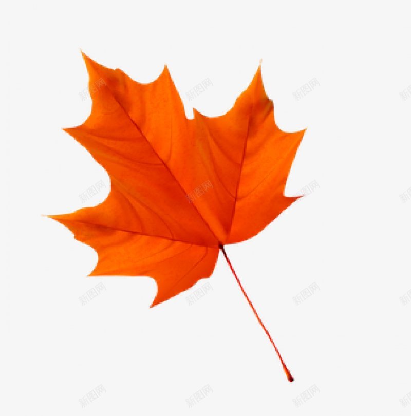 手绘秋天的枫叶漂浮图png免抠素材_88icon https://88icon.com C4D 3D 仿真 叶子 枫叶 树叶  金秋  植物 秋天 秋季 立体 立秋 落叶 黄色 暑 秋