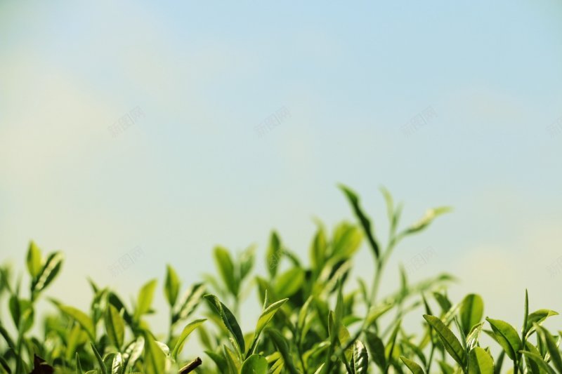 背景图绿色植物绿色植物叶子树木石头jpg设计背景_88icon https://88icon.com 叶子 树木 石头 绿色植物 高清背景图