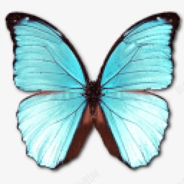 透明图标蝴蝶标本透明小动物透明小动物图标蛋糕甜图标