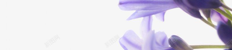 植物紫罗兰花朵花卉png免抠素材_88icon https://88icon.com 免扣 植物 紫罗兰花朵 花卉