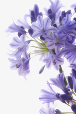 植物紫罗兰花朵花卉素材