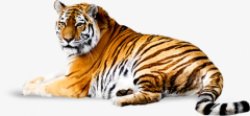 动物生物老虎灬小狮子灬动物无透明合成动物素材