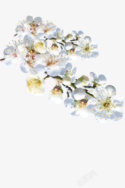 白色桃花透明悬浮小双十一双十二99大促春夏素材