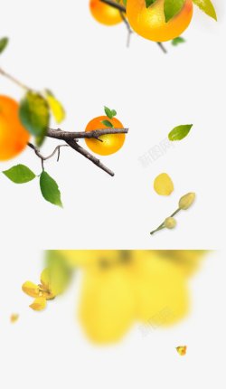 橙汁树叶飘落植物集中营素材