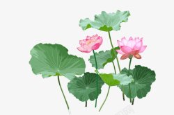 水墨荷花中国风荷叶植物插画PNS透明底素材