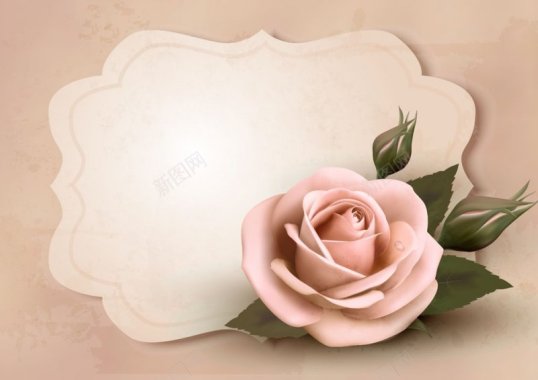 粉色玫瑰花和标签矢量sc背景