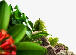 绿色海报合成植物灬小狮子灬3植物鲜花透明图案鲜花植素材