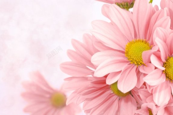 粉色花朵花草背景