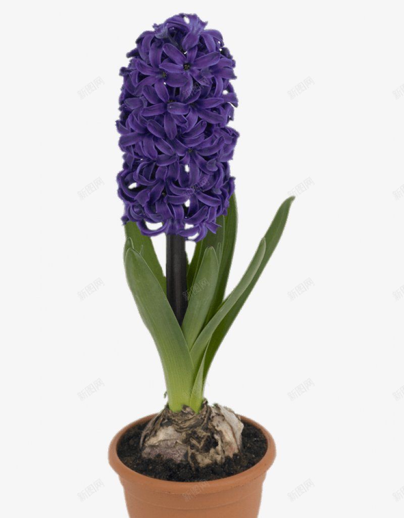 手绘紫色薰衣草居家盆景装饰图png免抠素材_88icon https://88icon.com  植物鲜花  盆栽  紫色鲜花 薰衣草 节节高 花香 居家盆景 自然美 生态  小清新 简约 装饰  