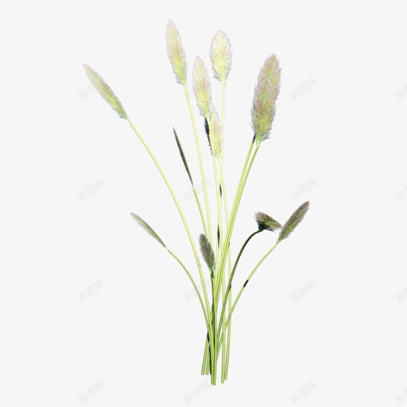 手绘鲜花花草满天星装饰图png免抠素材_88icon https://88icon.com   植物鲜花  简约 浅色花草 毛毛草 满天星 开放 花苞 花骨朵 自然美 装饰 