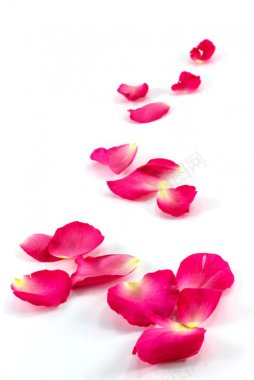 粉色玫瑰花瓣偷懒用的背景