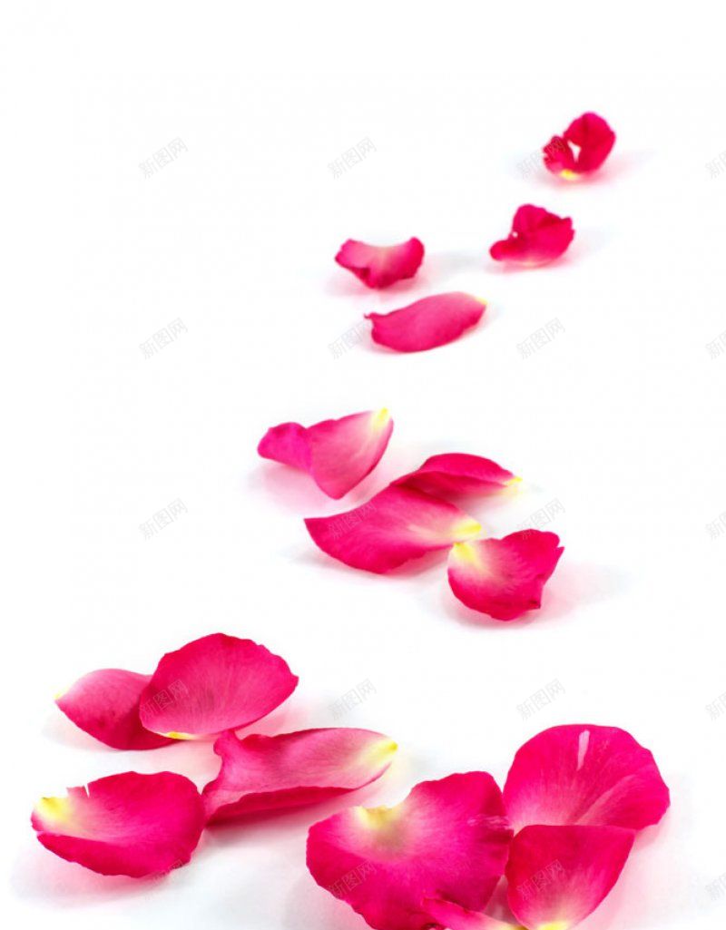 粉色玫瑰花瓣偷懒用的jpg设计背景_88icon https://88icon.com 偷懒用的 粉色玫瑰花瓣图片