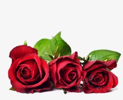 三朵红玫瑰爱情爱心情人节素材