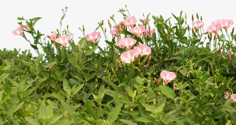 草类植物绿叶藤蔓叶子花朵薰衣草玫瑰花荷花荷叶荷花植png免抠素材_88icon https://88icon.com 叶子 植物 玫瑰 绿叶 花 花朵 草类 荷花 薰衣草 藤蔓