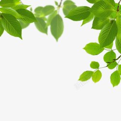 透明绿色水果鲜花植物干净栀子花树叶绿叶叶子芦荟素材